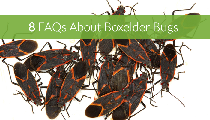 8-frequently-asked-questions-about-boxelder-bugs